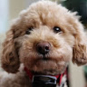 Meet your Posher, Josephine